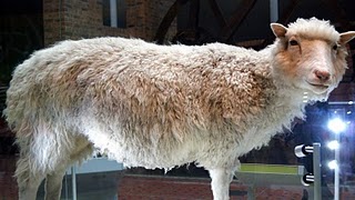 Qué ver en Edimburgo: la oveja Dolly