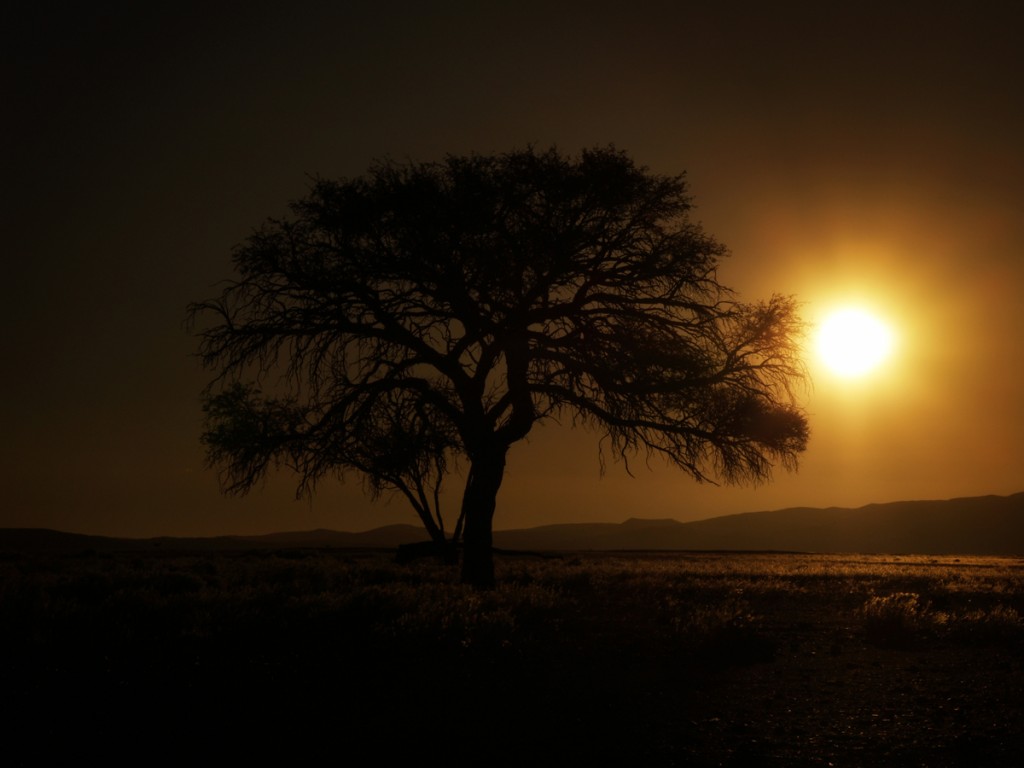 acacias sossusvlei