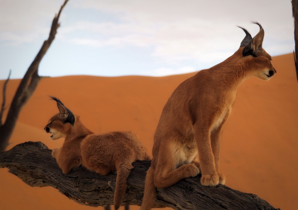 cachorros de caracal