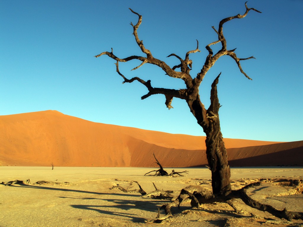 Acacias quemadas en el Deadvlei 