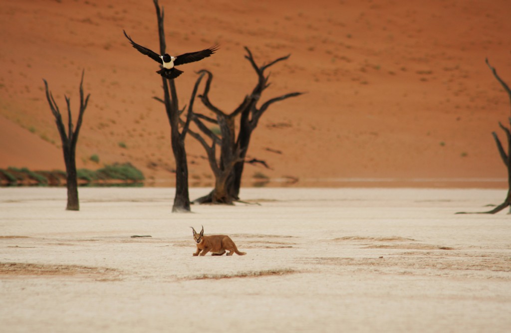 fauna namibia