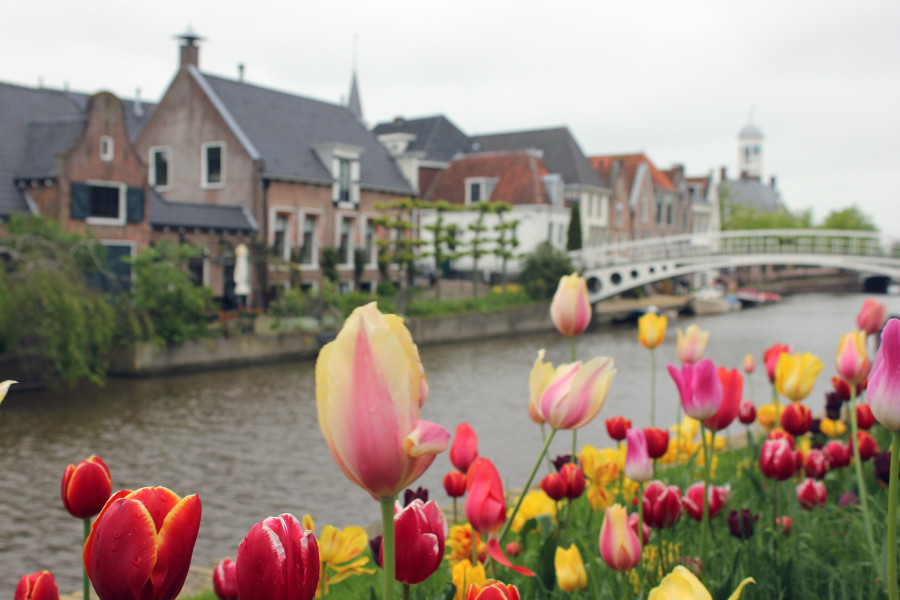 Qué ver en Holanda: Canal de Dokkum y sus típicos tulipanes