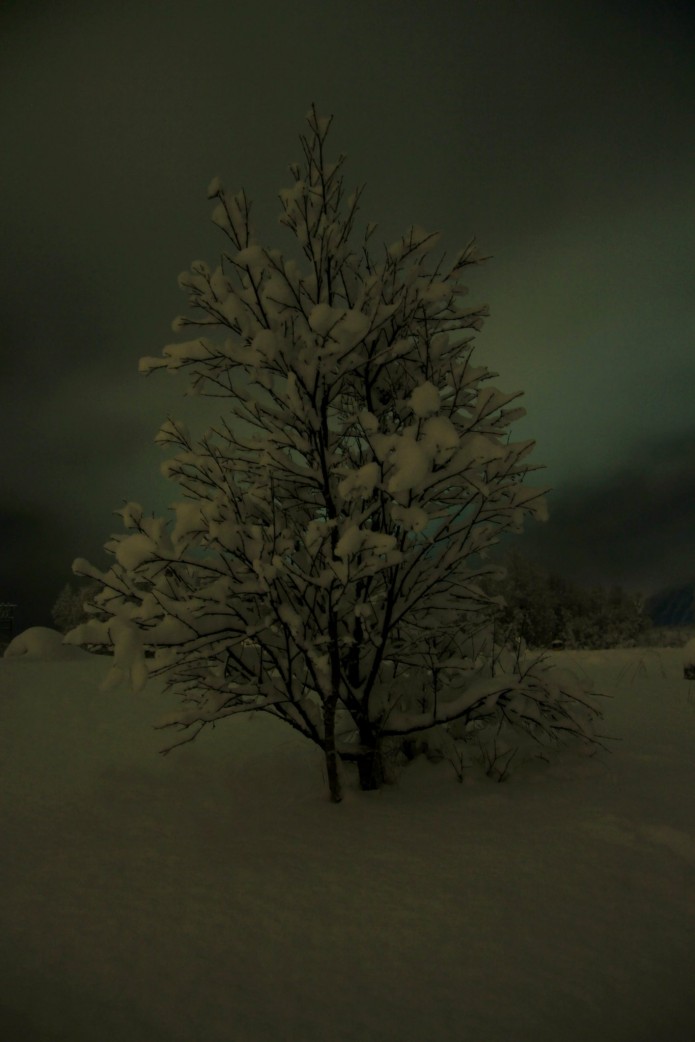 Un joven árbol crece entre la nieve. Tysenfjörd.