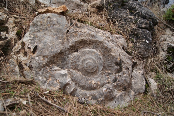 Fósil de ammonites de Cazorla