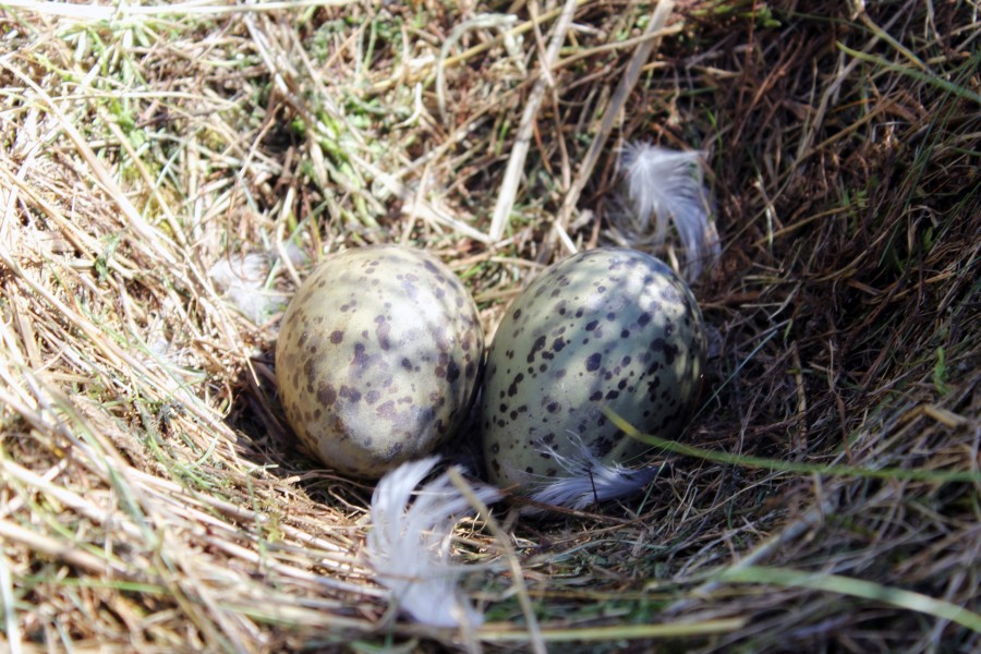 Uno de los nidos de gaviota que se encuentran en las praderas de Schiermonnikoog
