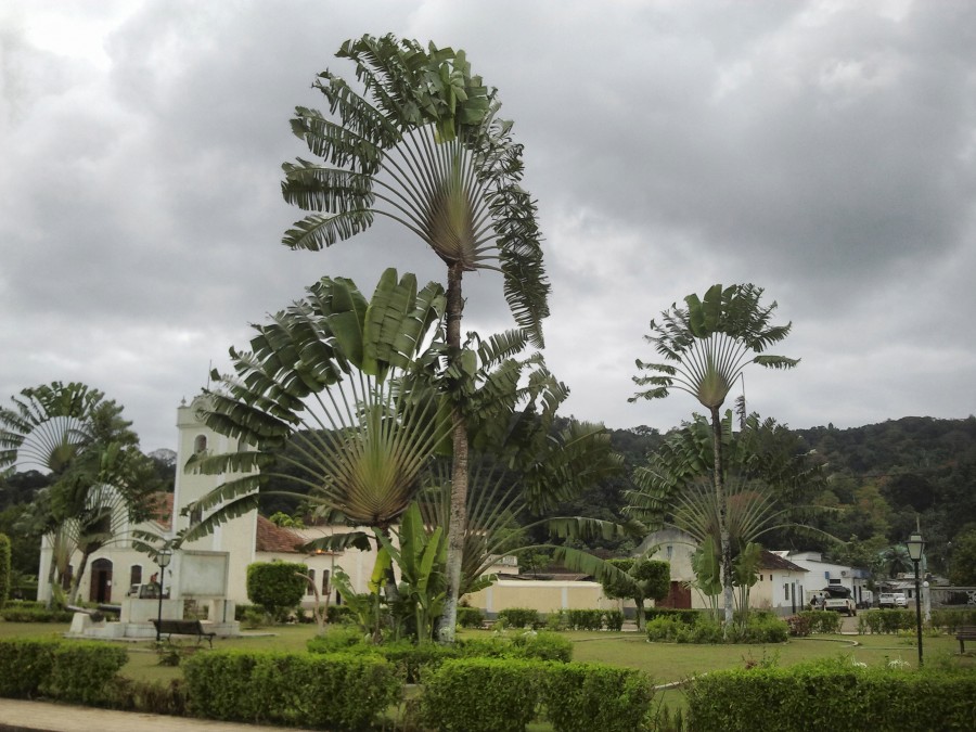 Isla de Príncipe: palmeras de Madagascar en la plaza de Santo Antonio