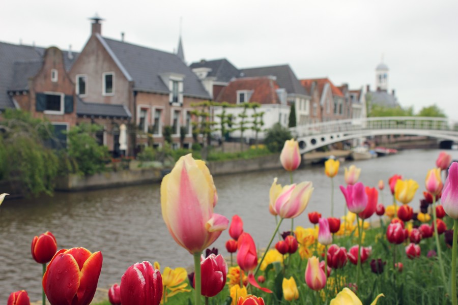 Frisia: Canal de Dokkum y sus típicos tulipanes