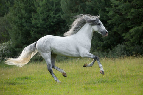 caballo andaluz