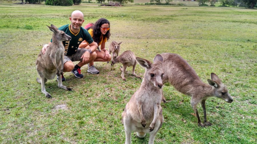 Viajar a Australia: Canguros en Morisset