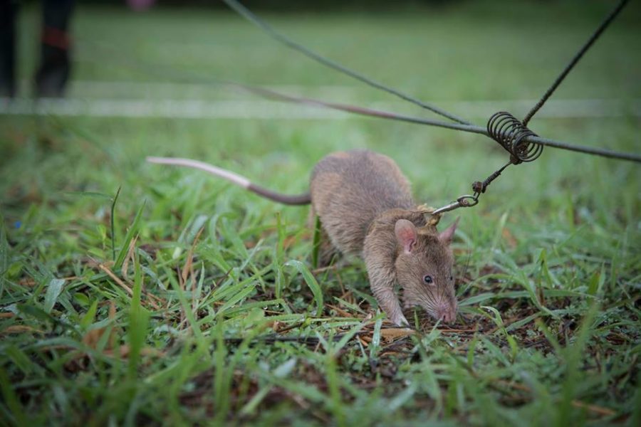 Que hacer en Siem Reap: ver a las Hero Rats en acción