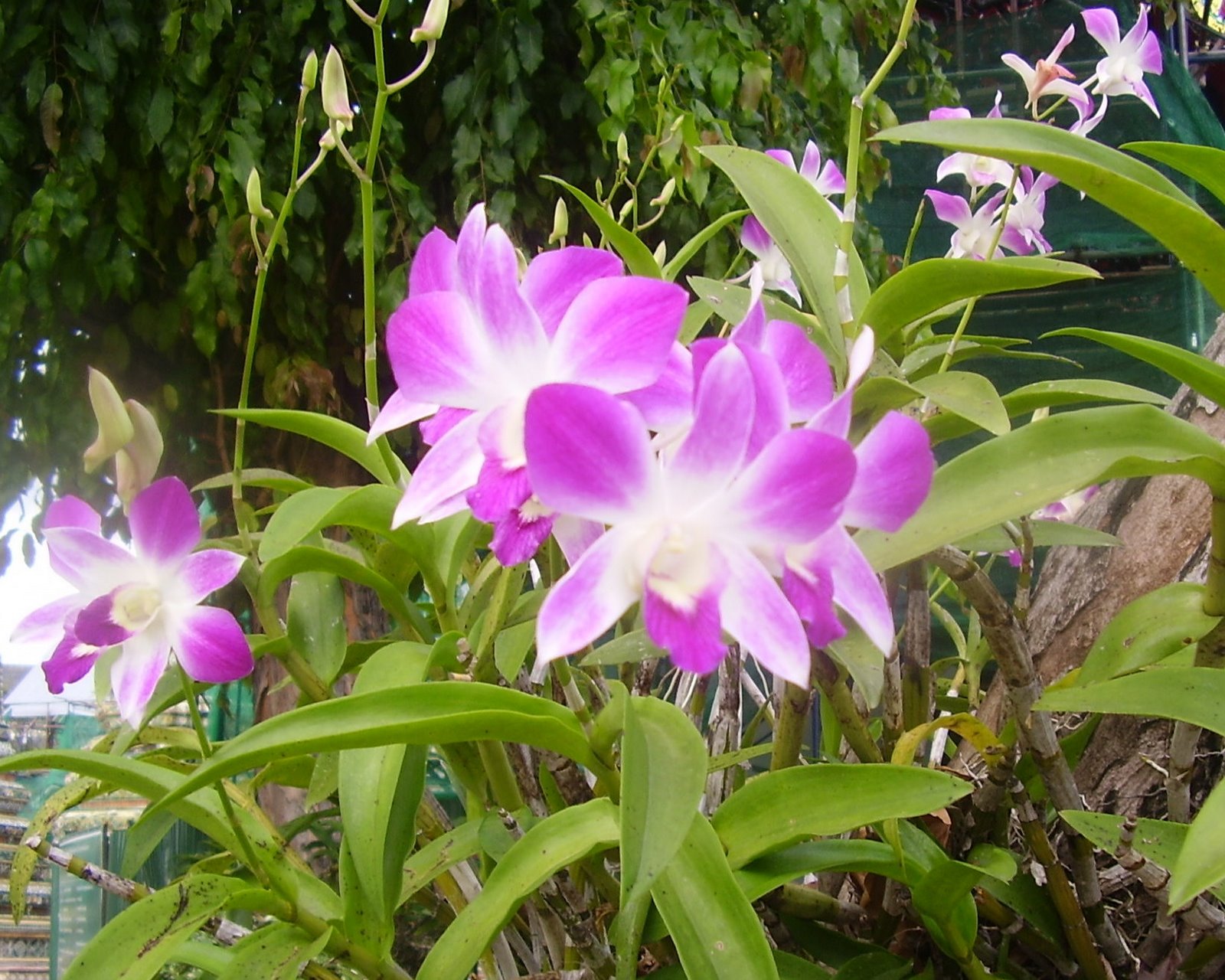 Orquídea Tailandia - Mis viajes por ahí