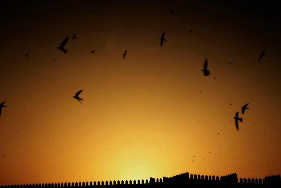 as dawn falls over Fes, thousands of woodswallows fly over the "place floklorique et loisirs boujloud"