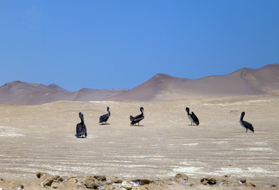 pelicanos en el desierto