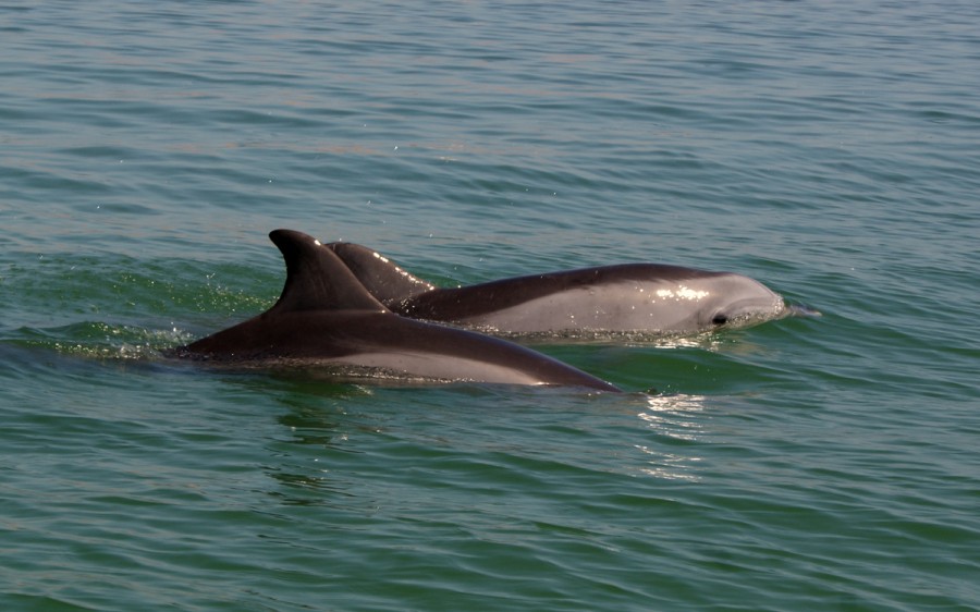 delfines de perú