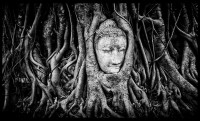 Buddha entre raíces