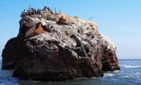 Leones marinos en las islas Ballestas