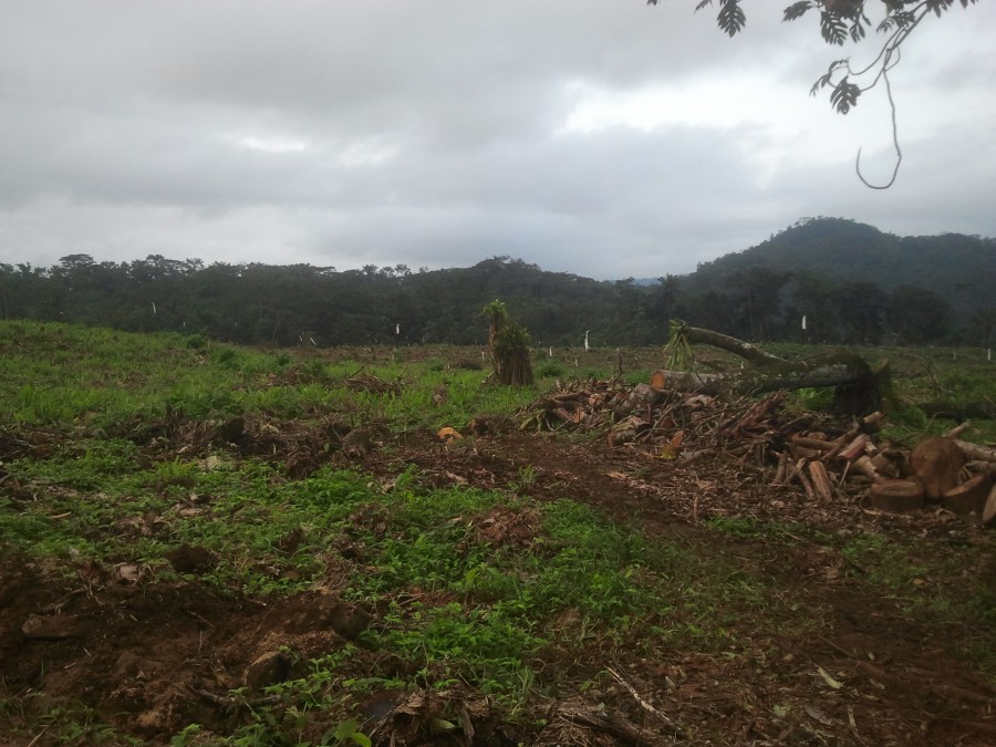 deforestación en Santo Tomé y Príncipe por Agripalma