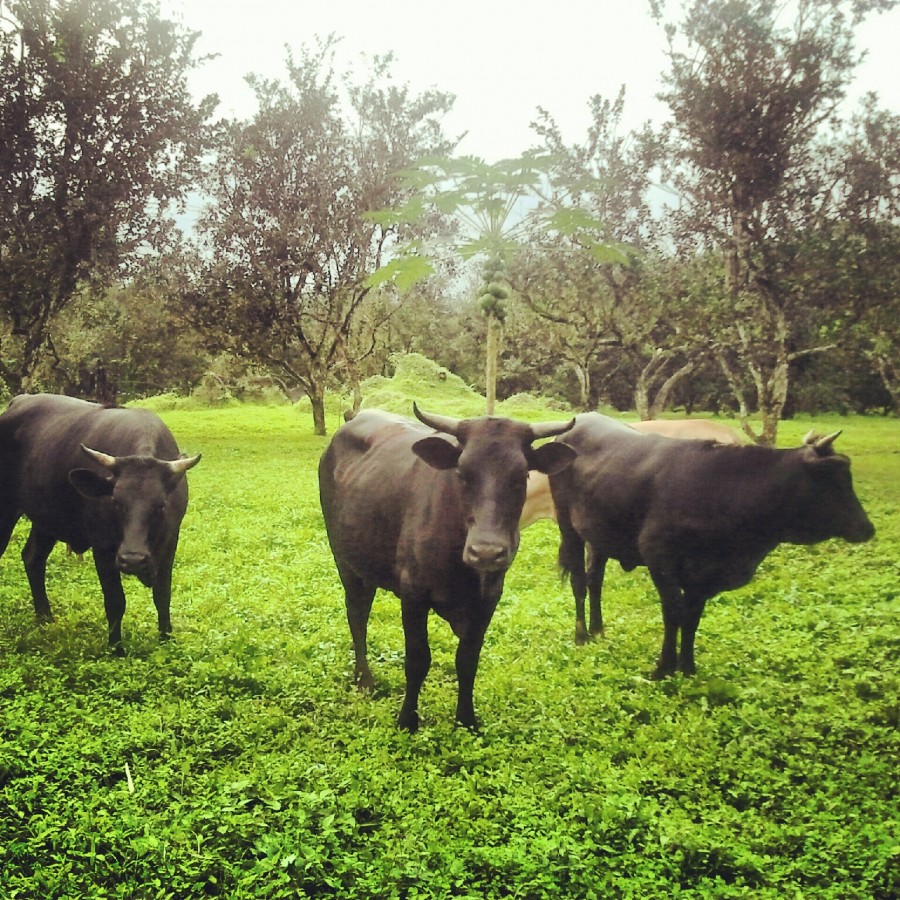 vacas