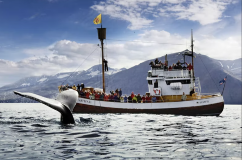 ballenas islandia husavik