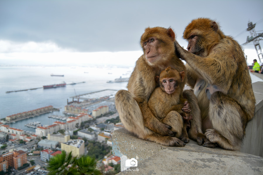 7-monos-beberia-gibraltar