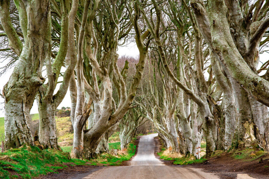 The Dark Hedges, escenario de Juego de Tronos en Irlanda del Norte