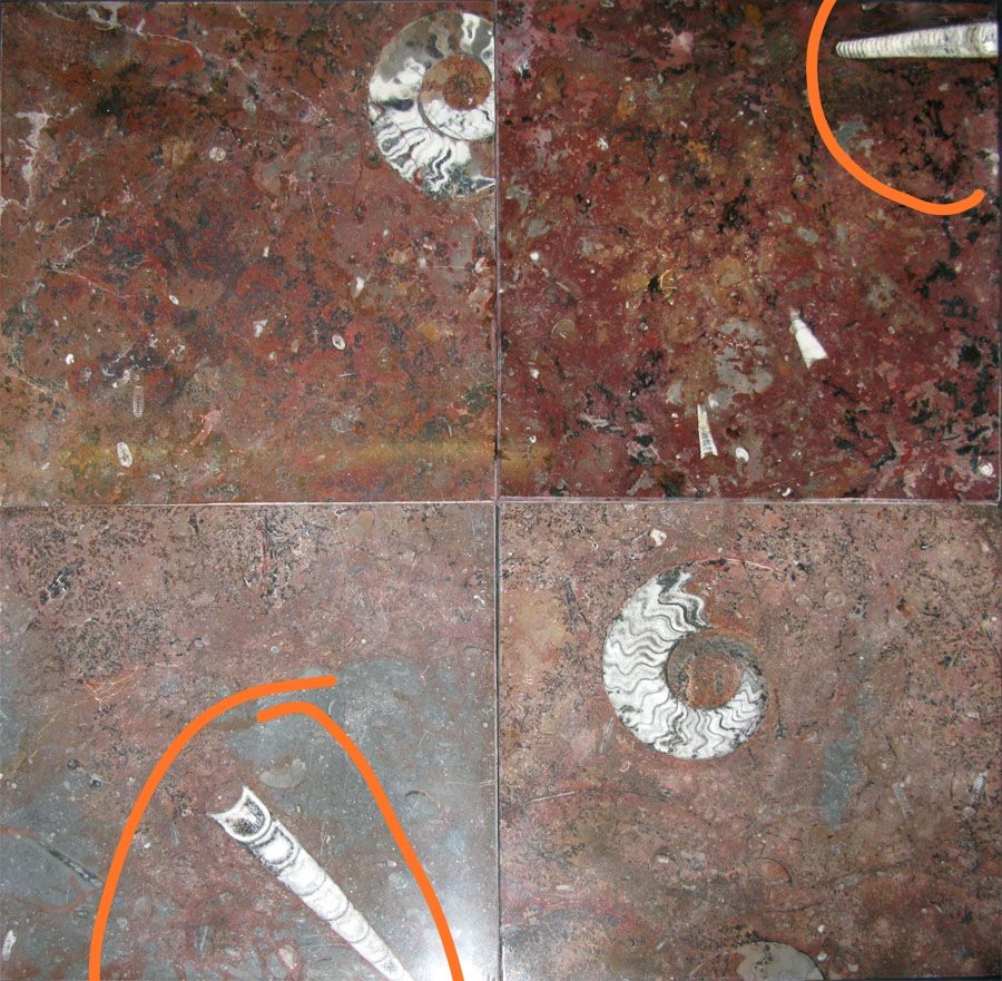 Belemnites a¡y ammonites en el suelo de una vivienda