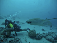 Bucear con tiburones Nodriza en Maldivas (Vídeo)