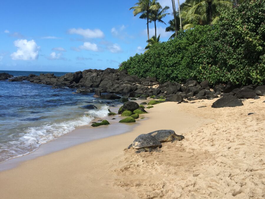 Tortugas marinas en Oahu